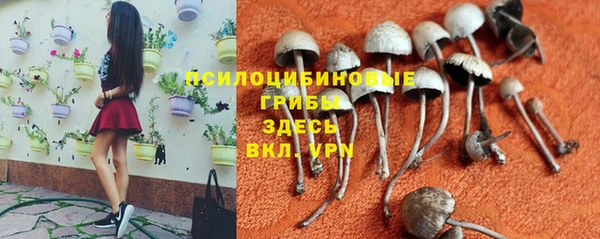 PSILOCYBIN Алексеевка